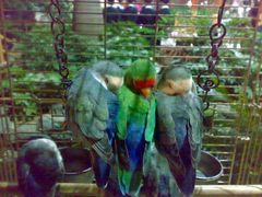 还是鹦鹉-绿色时代大酒店