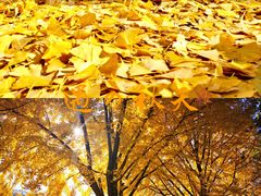 -三里屯东五街银杏大道