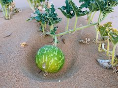 -迪拜沙漠冲沙