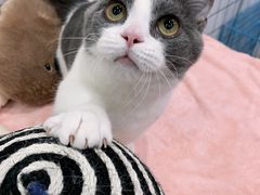 -1013 PET SHOP精品宠物商店(丁香店)