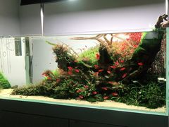 -ADA自然水景世界