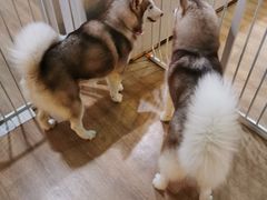 -Husky Go! 哈士奇体验馆·宠物咖啡厅狗咖