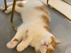-飞行喵MR PILOT|猫舍·猫咖(静安大融城店)