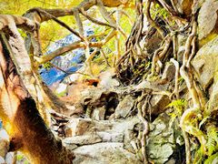 -梧桐山风景名胜区