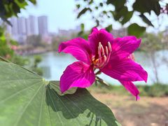 -中澳友谊花园