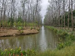 -合肥滨湖国家森林公园