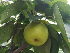 -呼吸森林·生态农庄农家乐私房菜