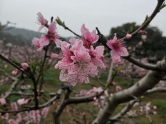 -龙寺生态园
