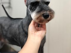 -小尾巴宠物店(万科·金域华庭店)