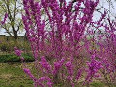 -元大都城垣遗址公园