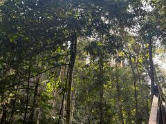 -西双版纳原始森林公园