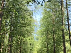 -上海共青森林公园