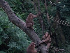 -峨眉山风景名胜区