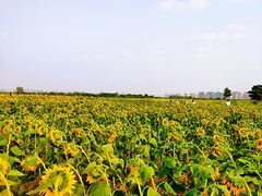 -汉长安城未央宫国家考古遗址公园