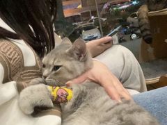 -伟伟宠物医院·瑞派猫友好医院·猫科(光谷店)