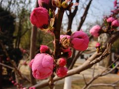 -桃花堤公园