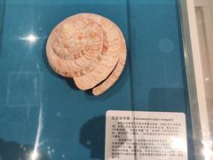 -青岛贝壳博物馆