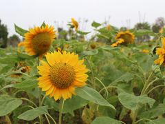 -瑶湖郊野森林公园
