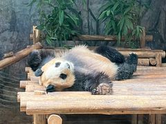 -深圳野生动物园