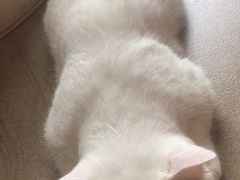 -猫咖时代(中山亭店)