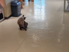 -藏猫猫咖啡主题馆(中央大道店)