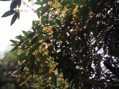 -成都七中(林荫校区)