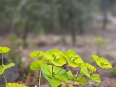 -北京十三陵国家森林公园蟒山景区