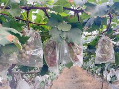 -马陆小张葡萄园农家乐