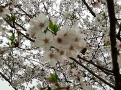 -绵阳盛世樱花悠乐谷