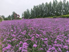 -紫颐香薰山谷景区