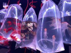 -中环花鸟鱼虫市场