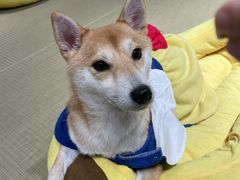-逗柴咖啡屋·狗咖猫咖宠物桌游