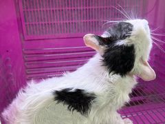 -安安宠医·臻爱宠物医院·宠保定点(营门口路分院)