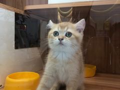 -钦宠·猫咪售卖·洗护·寄养(东圃旗舰店)