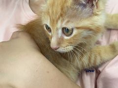 -瑞派福兴宠物医院犬猫全科·骨科·中西医结合(河东店)