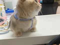 -御宝贝·A梦猫科宠物医院(国际猫友好医院)