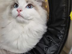 -爱侣宠医·鹦鹉专科·小型哺乳类·异宠专科(灵石路店)