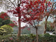 -静安公园(静安寺街道)