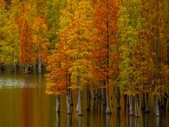 -白鹭湾湿地公园