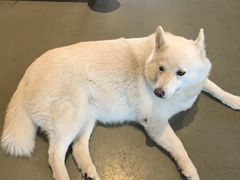 -爪吧宠物乐园 (温榆河示范区店)