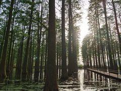 -渌洋湖湿地公园