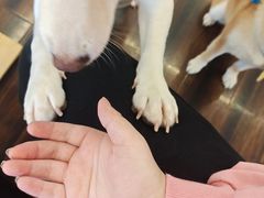 -豆柴町-柴犬主题狗咖(红鼎国际C座店)