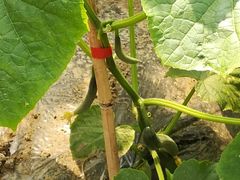 -上膳源有机农场