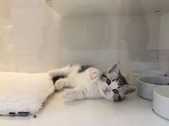 -小猫来了·猫舍(红山六九七九店)
