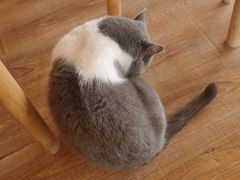 -猫的茶·猫咖
