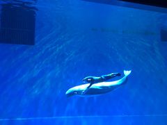 -芜湖新华联大白鲸海洋公园