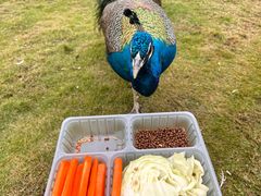 -合肥滨湖国家森林公园