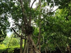 -中国科学院西双版纳热带植物园