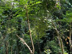 -七仙岭温泉国家森林公园