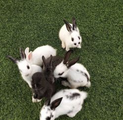 -萌宠亲子动物乐园(槐房万达店)